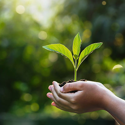 Small hands hold up soil with a seedling growing out of it, with greenery in the background.